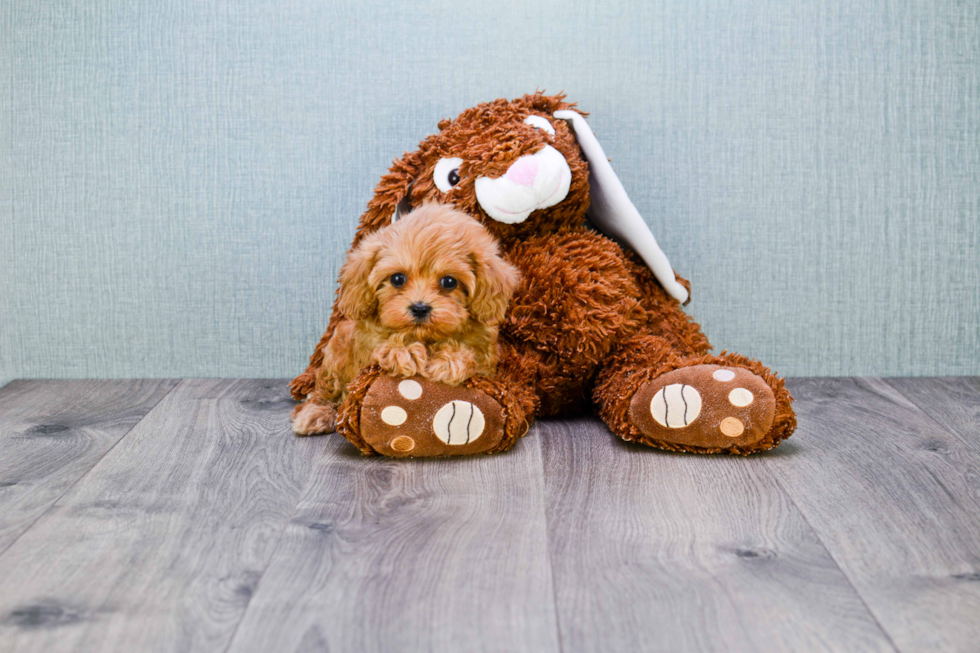 Cavapoo Pup Being Cute