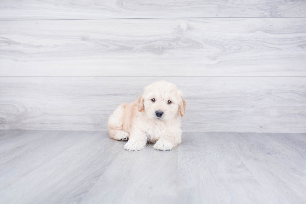 Little Golden Retriever Poodle Mix Puppy