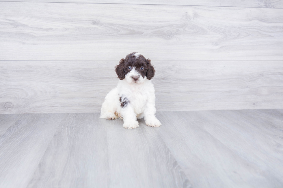 Adorable Labrador Poodle Mix Puppy