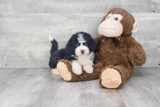 Best Mini Bernedoodle Baby