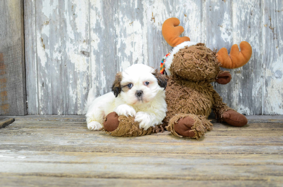 Funny Teddy Bear Designer Pup