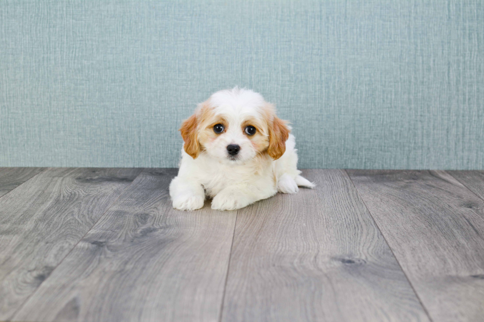 Friendly Cavachon Baby