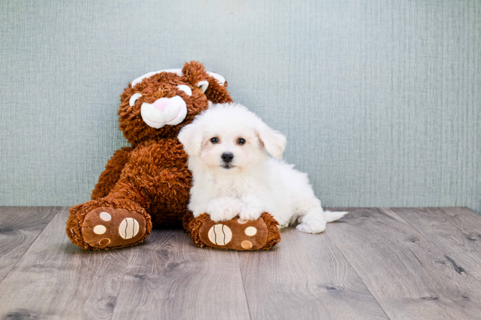 Cute Bichon Frise Purebred Puppy