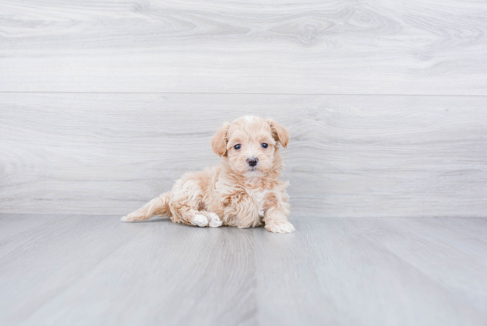 Adorable Maltepoo Poodle Mix Puppy