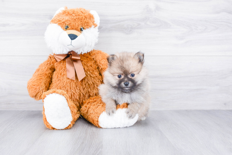 Pomeranian Puppy for Adoption