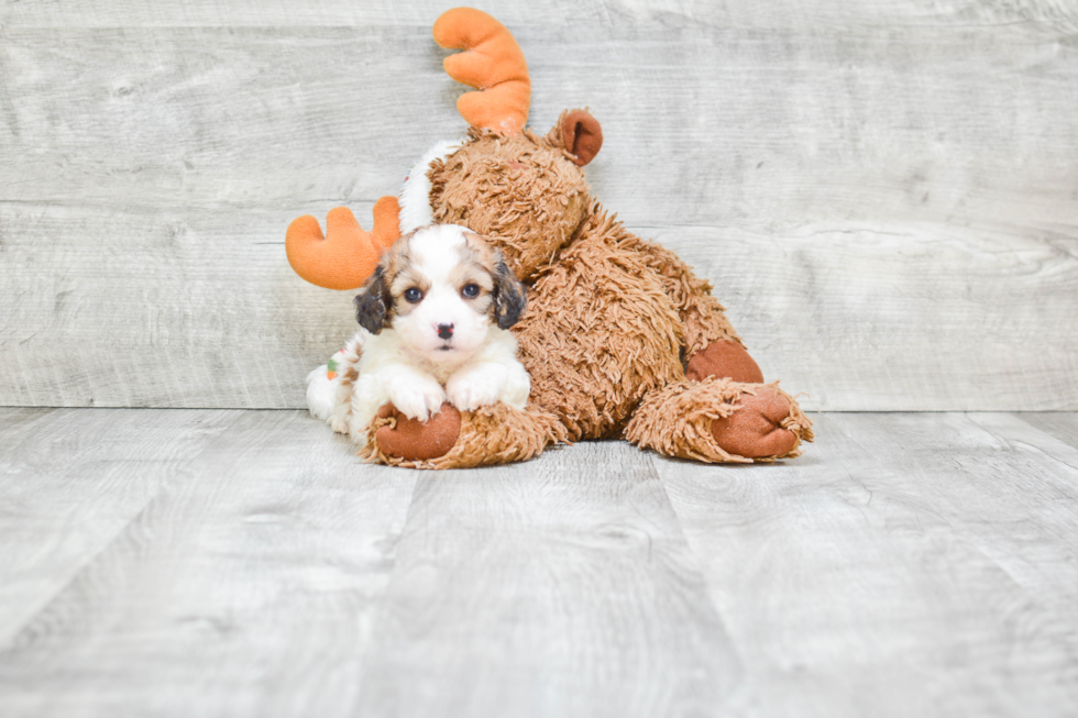 Hypoallergenic Cavalier Designer Puppy