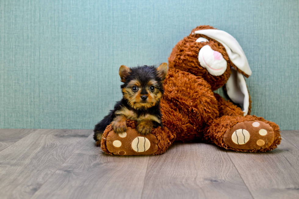 Meet Joey - our Yorkshire Terrier Puppy Photo 