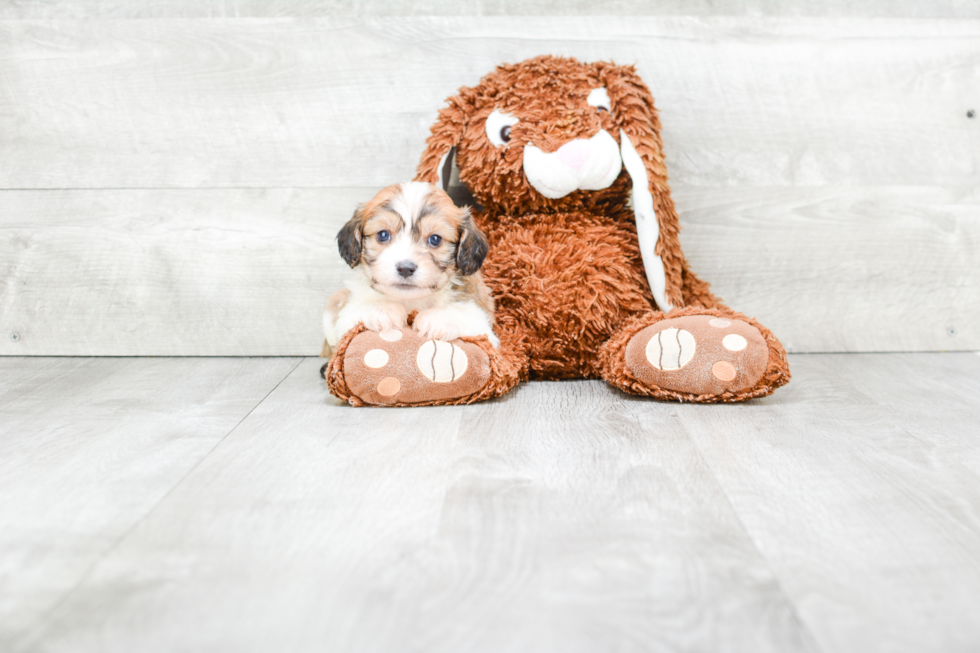 Cute Cavachon Baby