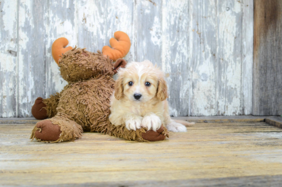 Happy Cavapoo Baby