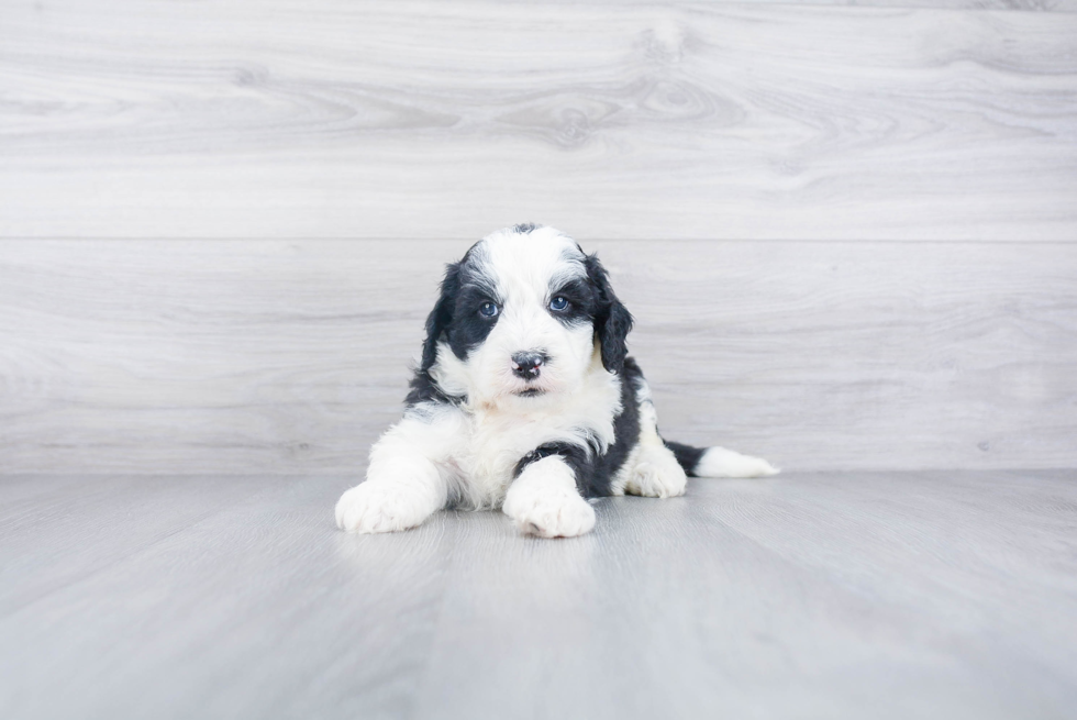 Playful Sheep Dog Poodle Mix Puppy