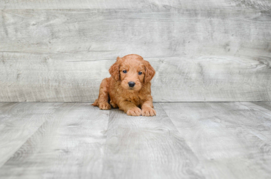 Funny Mini Goldendoodle Poodle Mix Pup