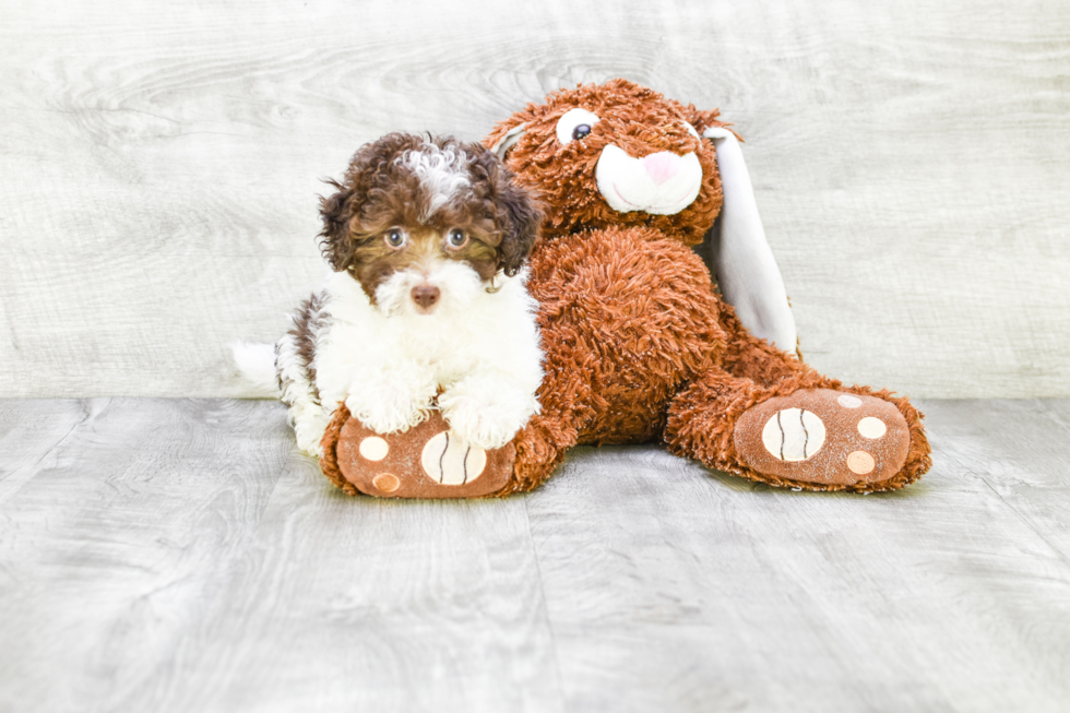 Popular Havanese Purebred Pup