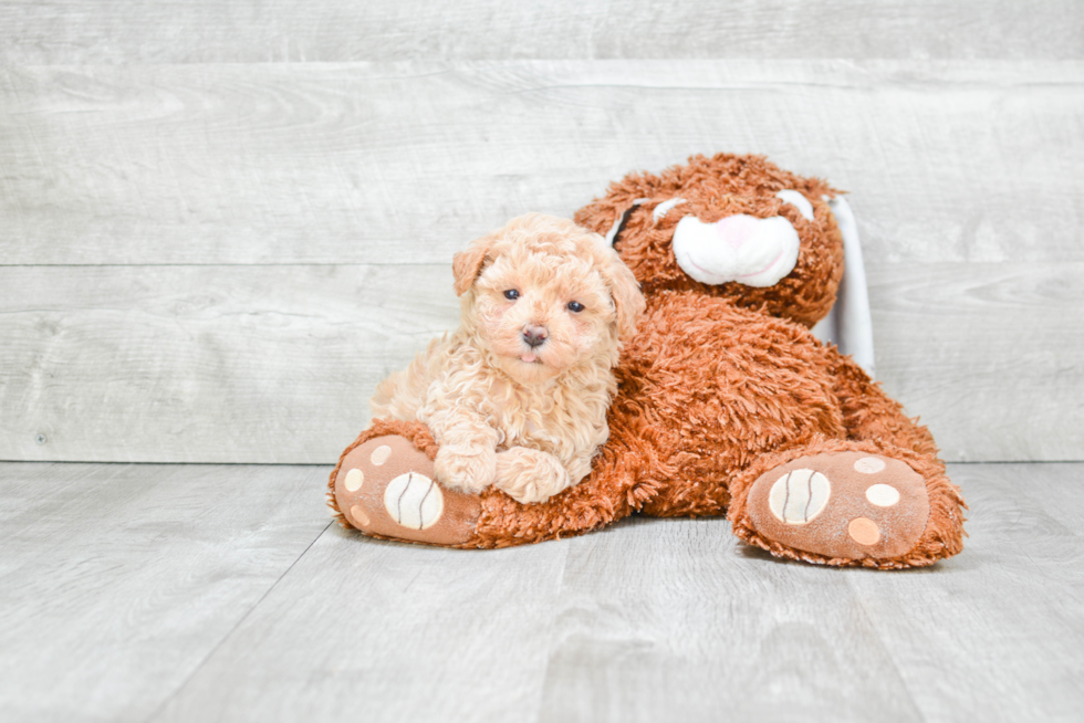 Playful Maltepoo Poodle Mix Puppy