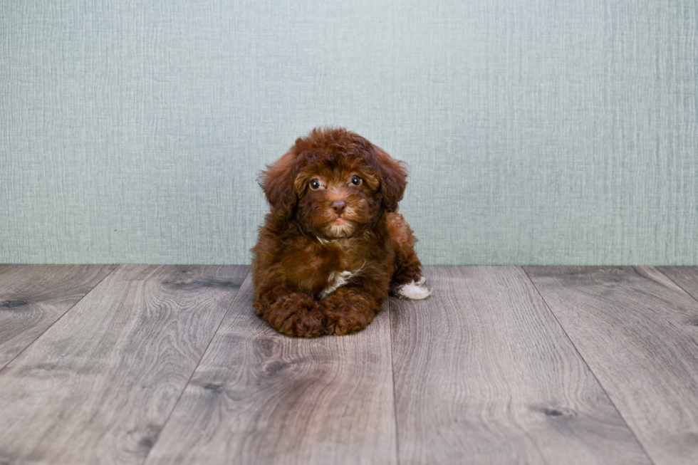 Little Cavoodle Poodle Mix Puppy