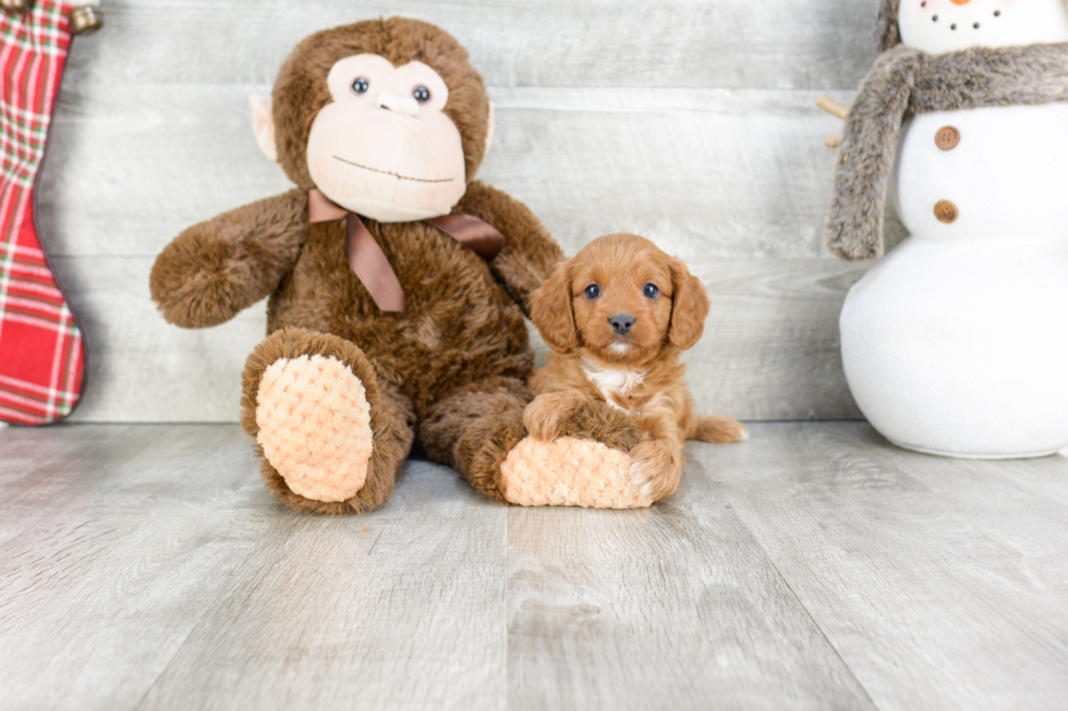 Cavapoo Pup Being Cute