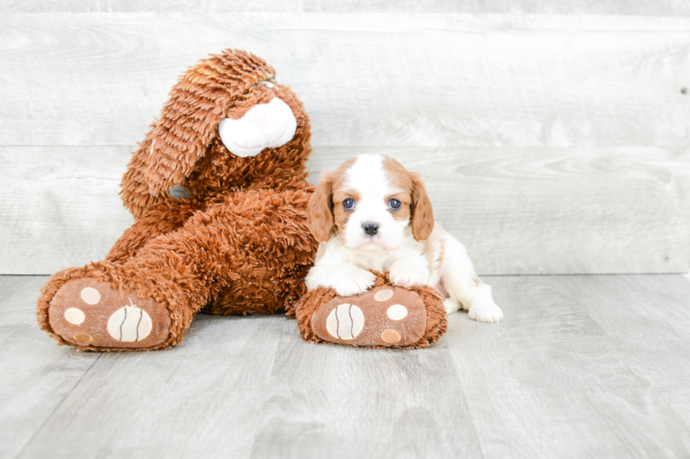 Akc Registered Cavalier King Charles Spaniel Baby