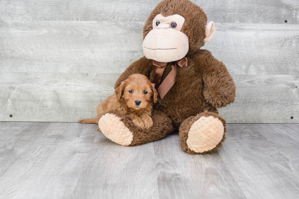 Best Cavapoo Baby