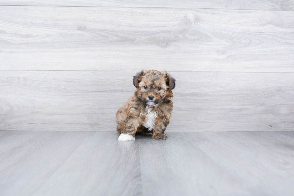 Adorable Yorkie Doodle Poodle Mix Puppy