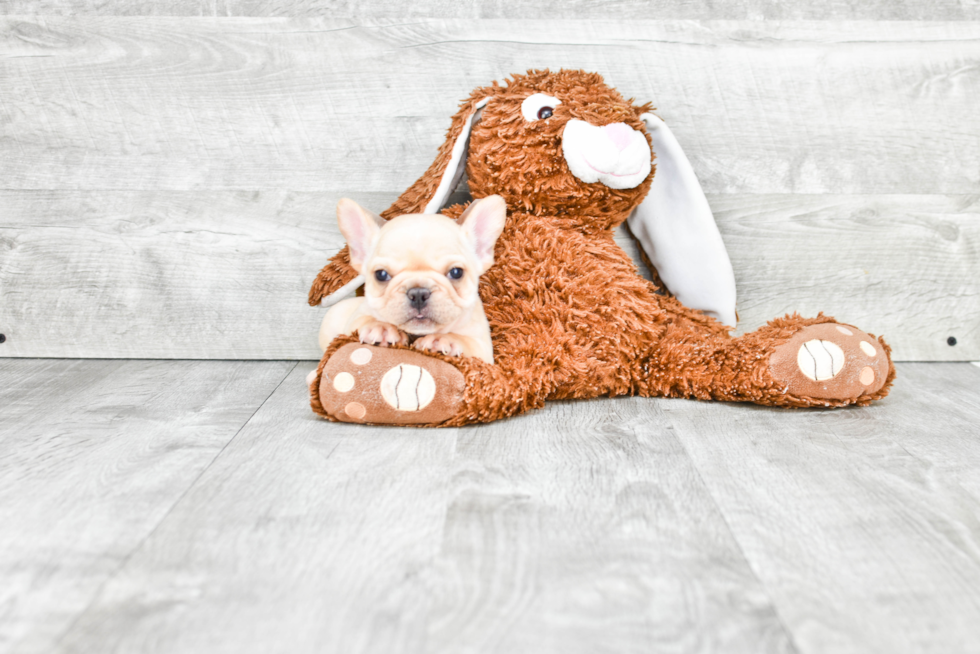 Little French Bulldog Baby