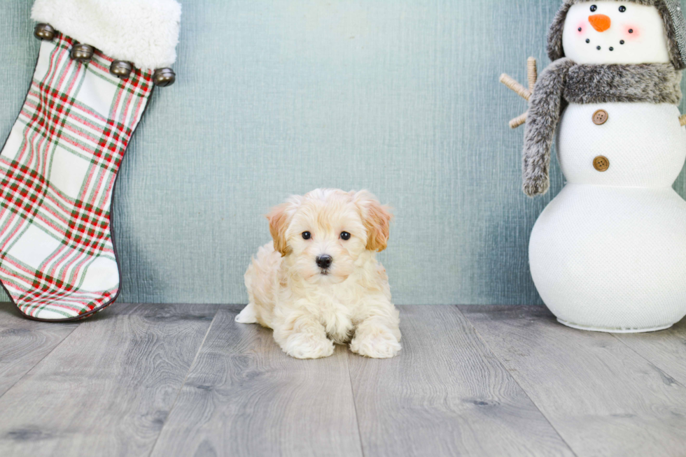 Maltipoo Pup Being Cute