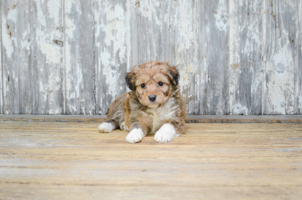 Best Mini Aussiedoodle Baby