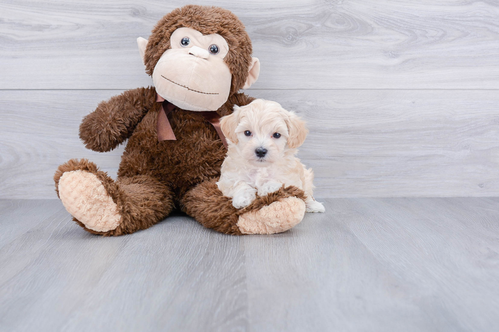 Cute Maltipoo Baby