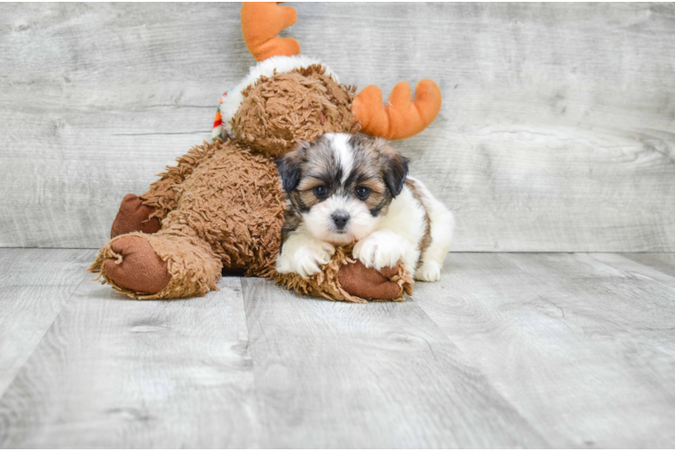 Fluffy Teddy Bear Designer Pup