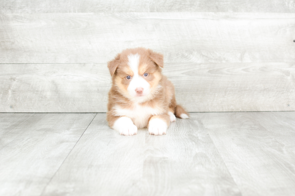 Pomsky Puppy for Adoption