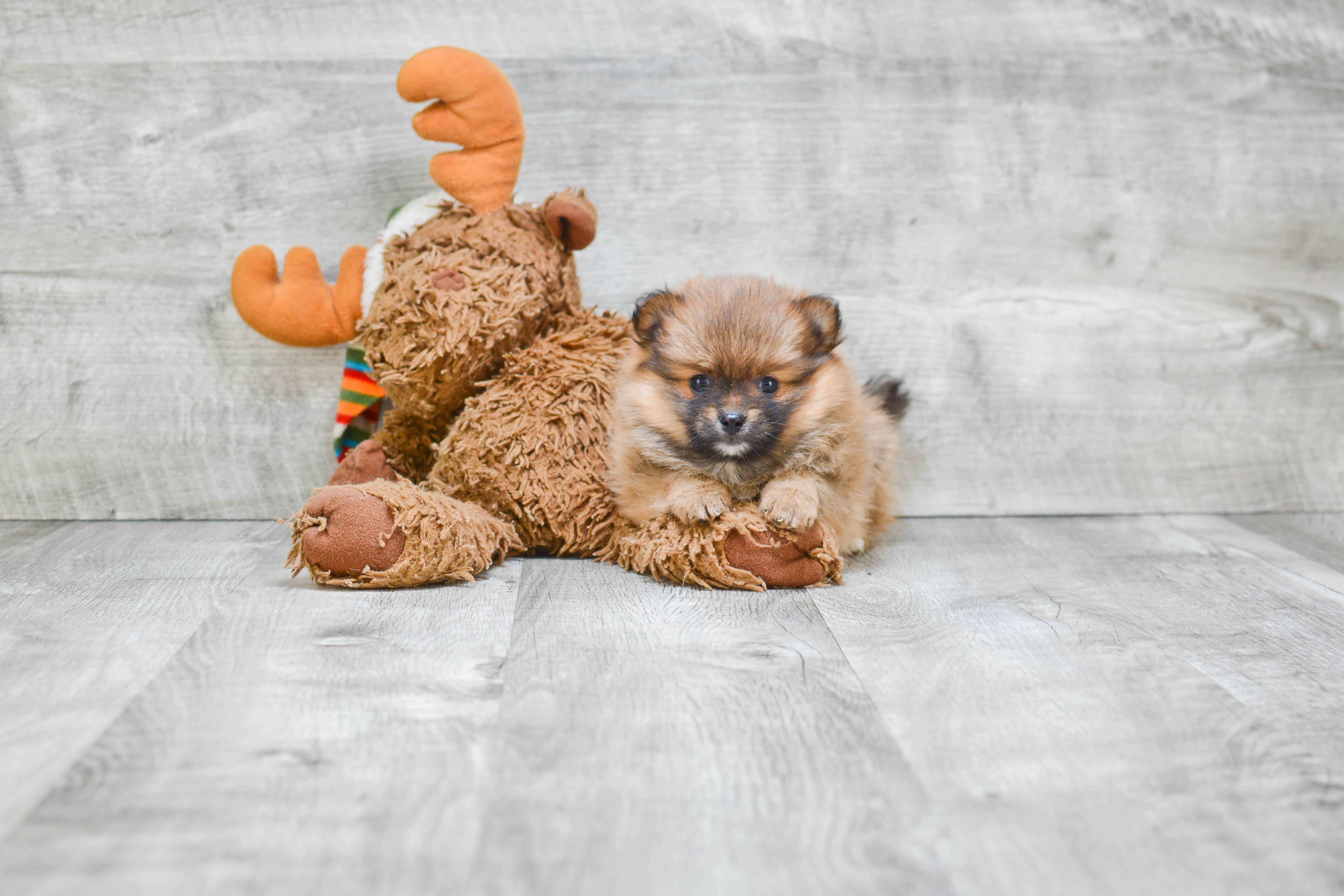 Pomeranian Pup Being Cute