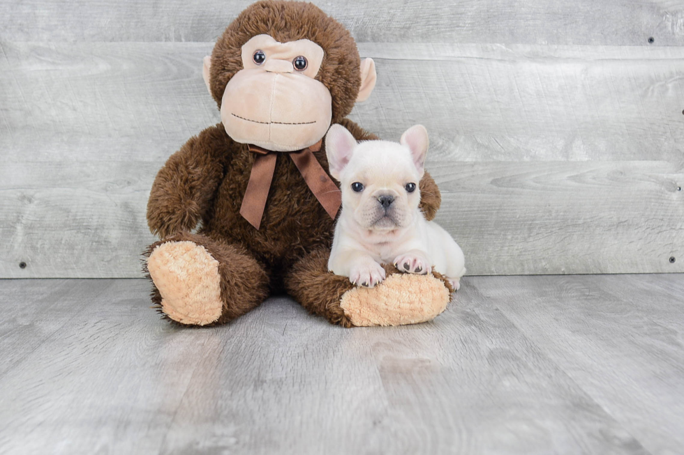 Smart Frenchie Purebred Puppy