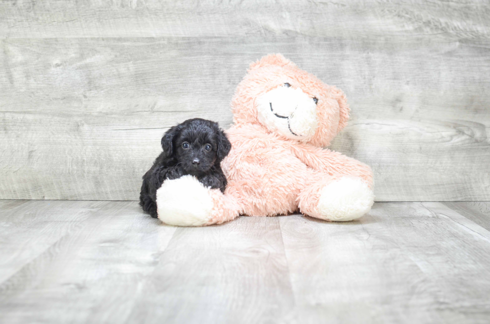 Yorkie Poo Pup Being Cute