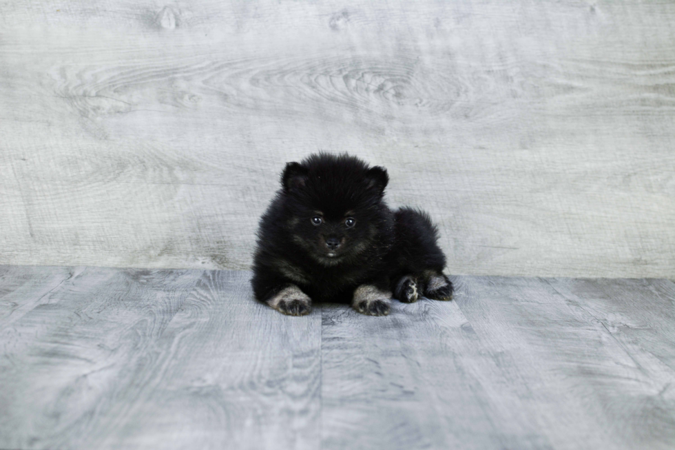 Best Pomeranian Baby