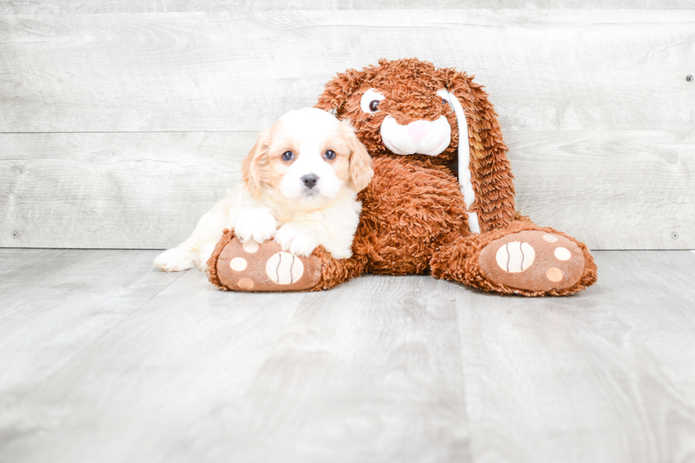 Cavachon Pup Being Cute