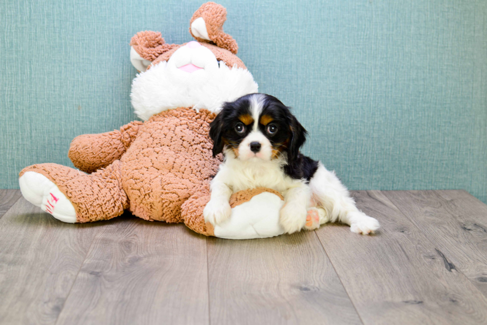 Cavalier King Charles Spaniel Puppy for Adoption