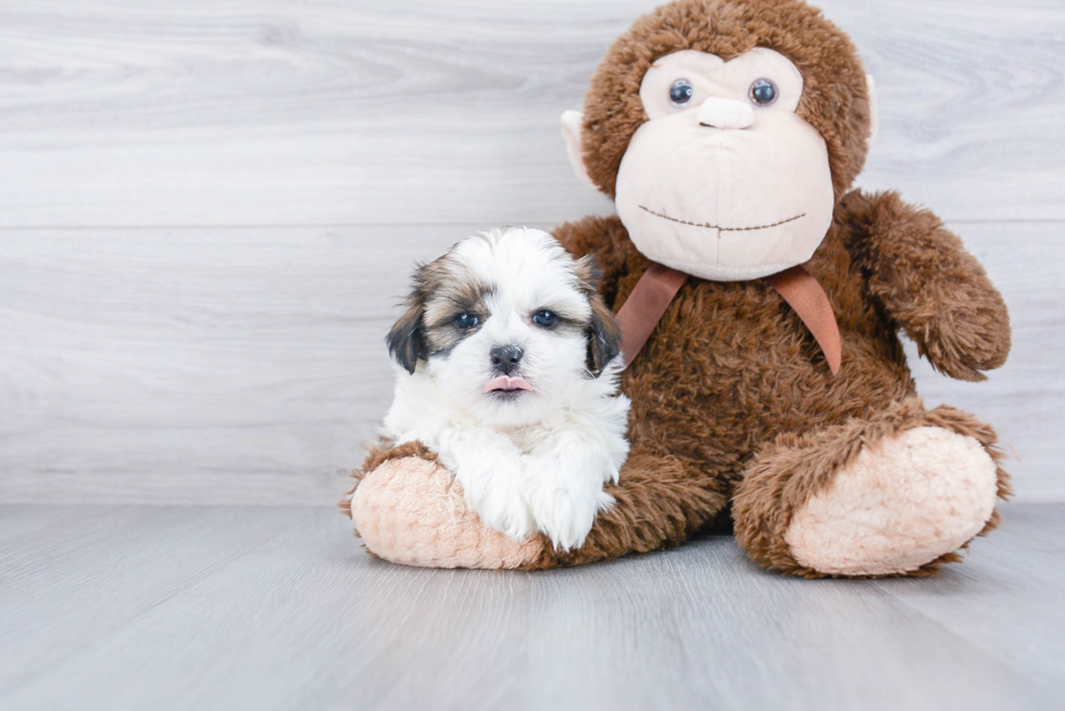 Energetic Shichon Designer Puppy