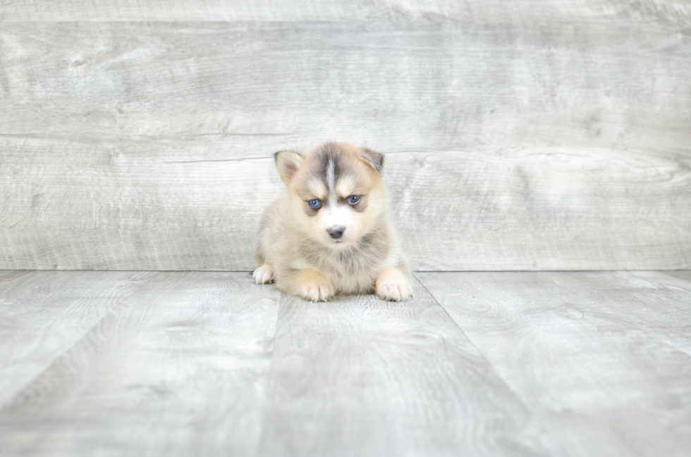 Adorable Mini Husky Designer Puppy