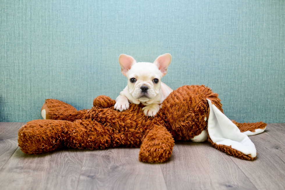 French Bulldog Puppy for Adoption