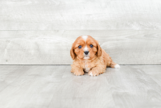 Cavalier King Charles Spaniel Pup Being Cute