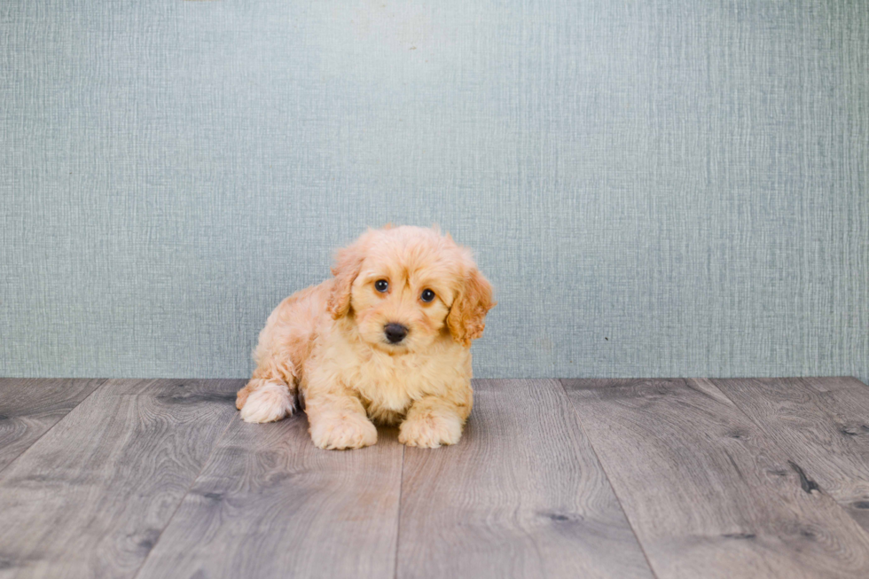 Funny Mini Goldendoodle Poodle Mix Pup