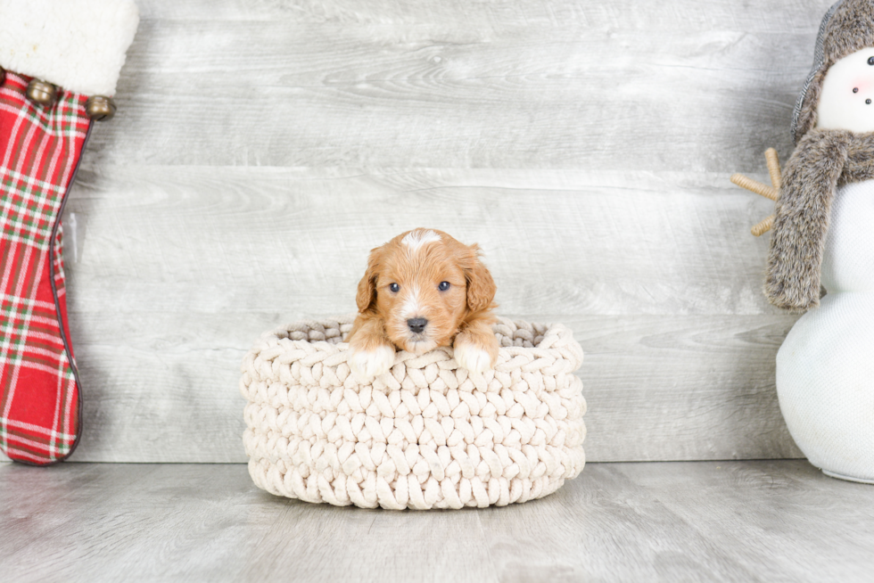 Hypoallergenic Golden Retriever Poodle Mix Puppy