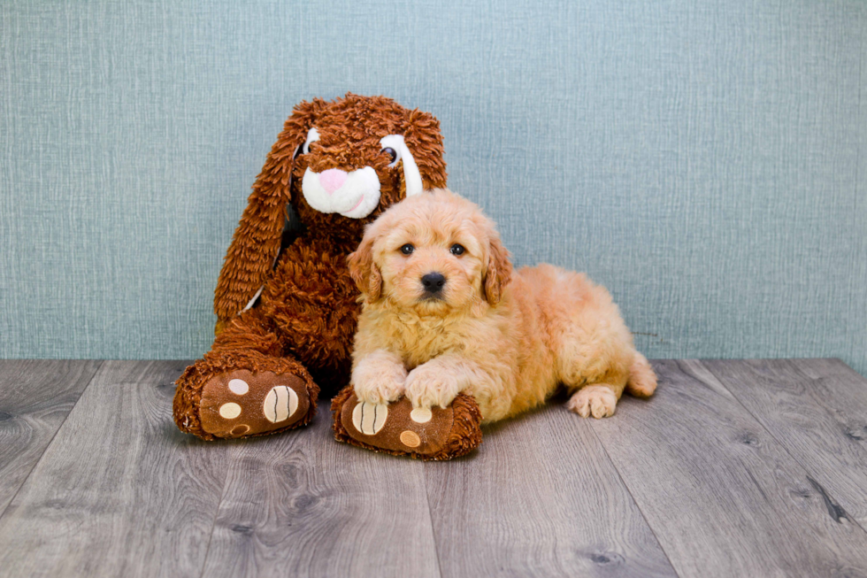 Mini Goldendoodle Puppy for Adoption