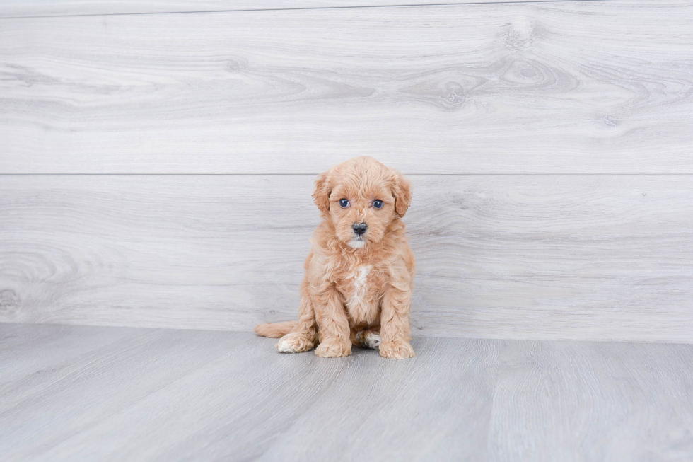 Mini Goldendoodle Pup Being Cute