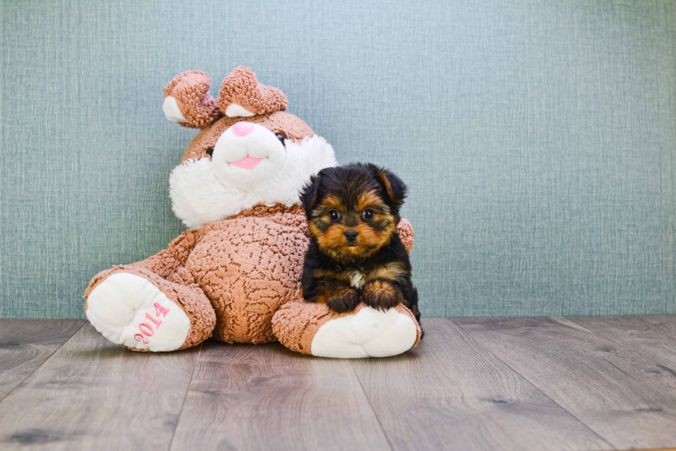 Meet Nugget - our Yorkshire Terrier Puppy Photo 