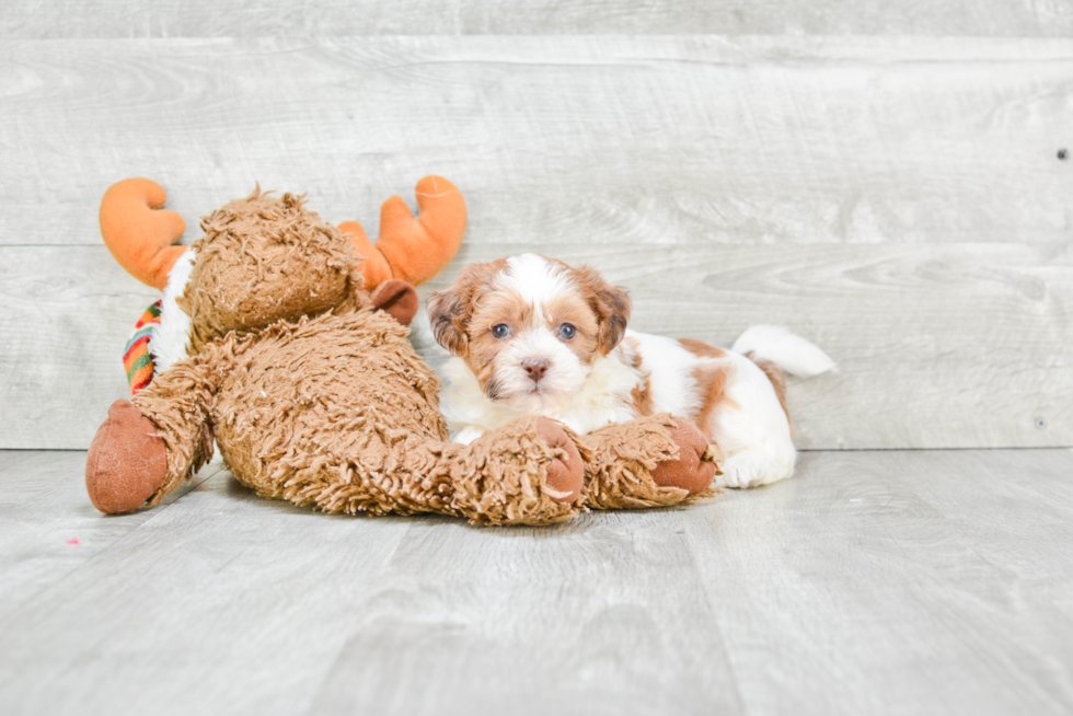 Popular Teddy Bear Designer Pup