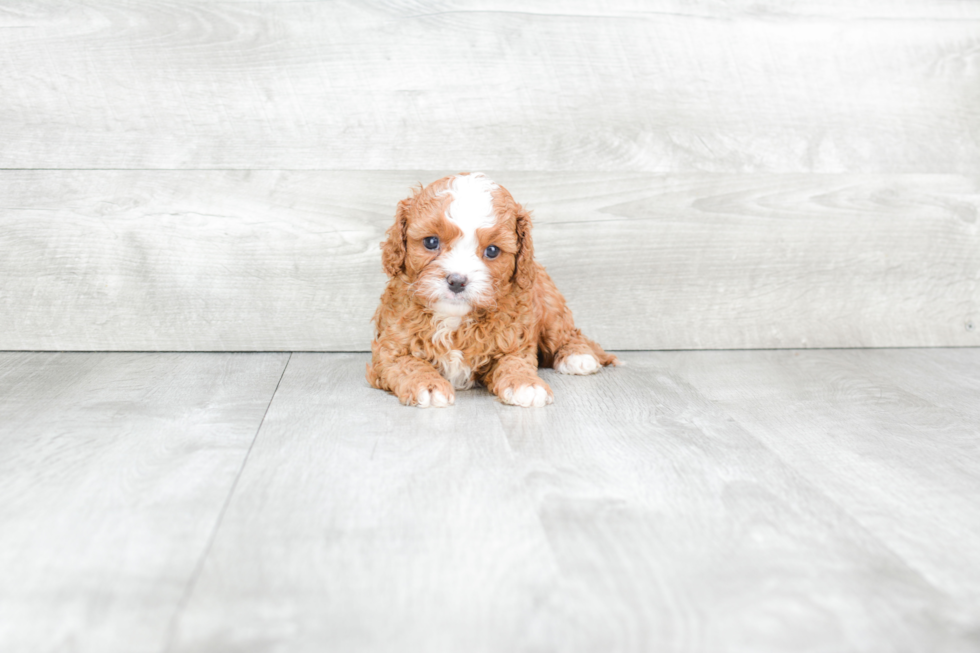 Smart Cavapoo Poodle Mix Pup