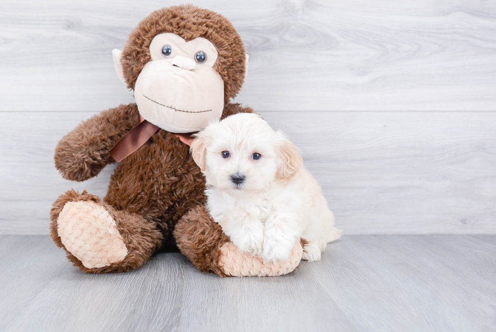 Best Maltipoo Baby