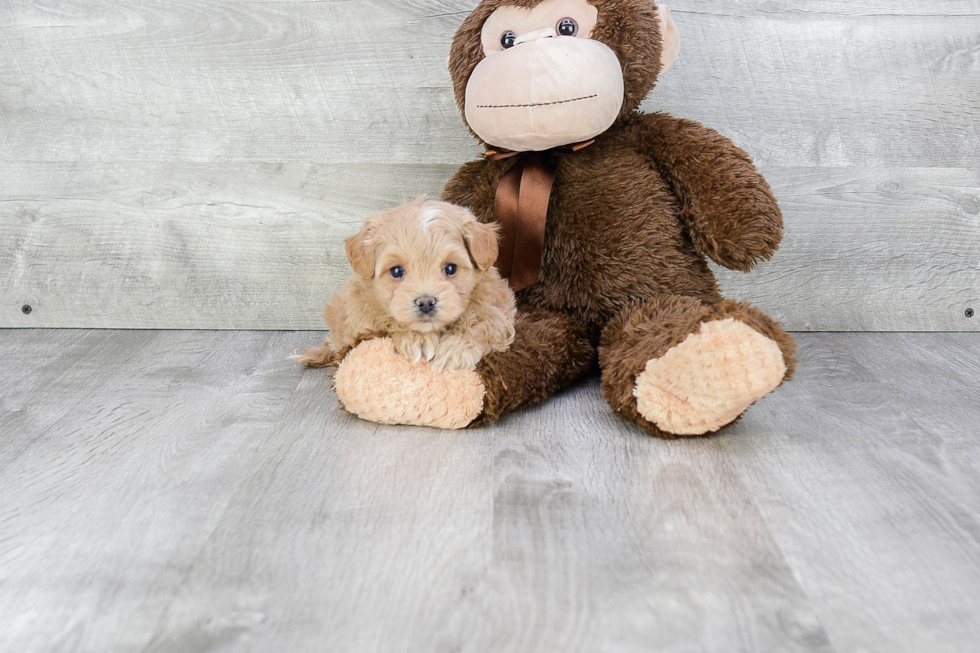 Little Maltepoo Poodle Mix Puppy