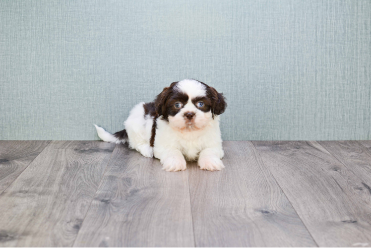 Teddy Bear Pup Being Cute