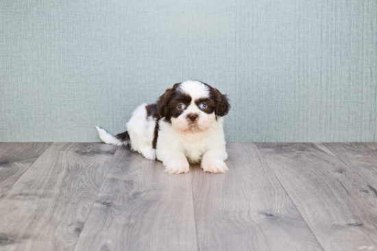 Teddy Bear Pup Being Cute