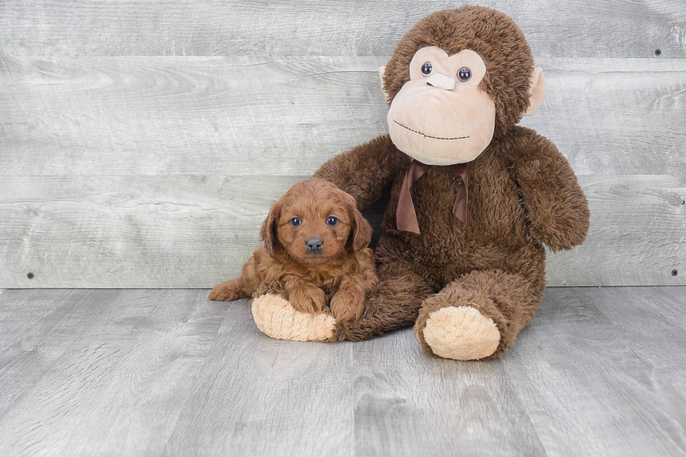 Cavapoo Puppy for Adoption